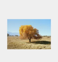 Cottonwood Tree (Fall)