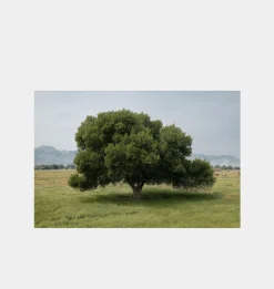 Cottonwood Tree (Summer)