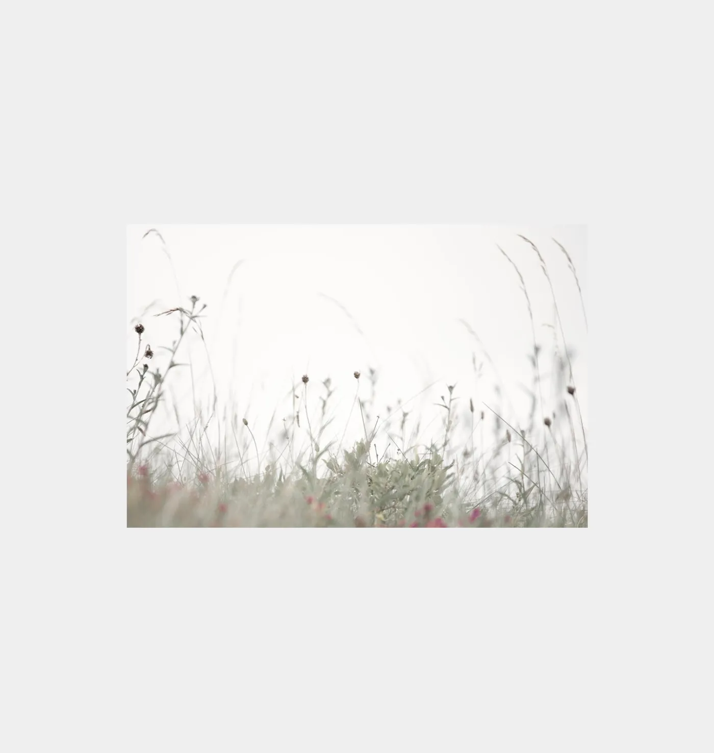 Edinburgh Wildflowers Unframed Print