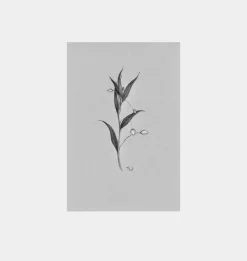 Fiore No.I