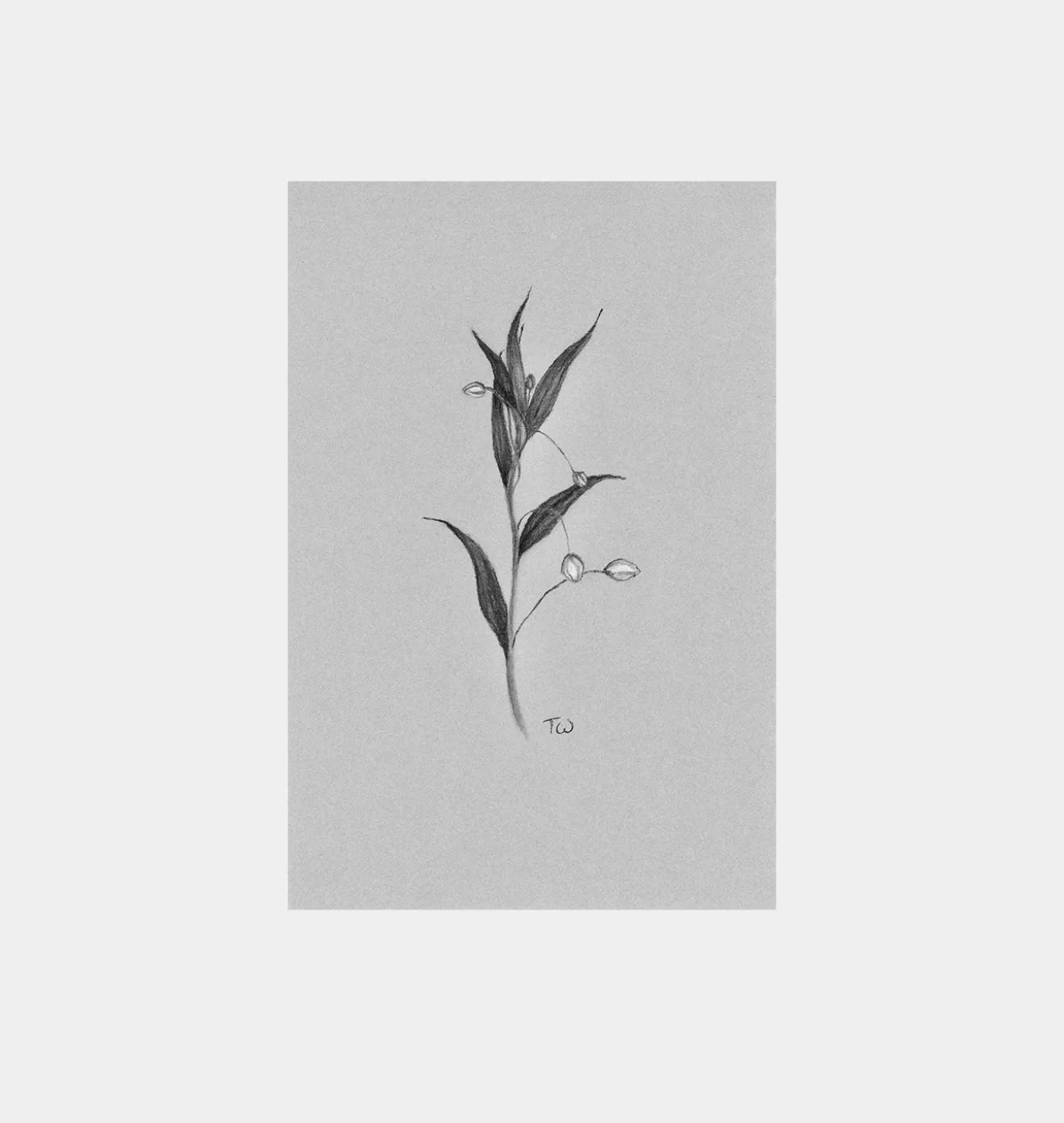 Fiore No.I