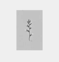 Fiore No.V