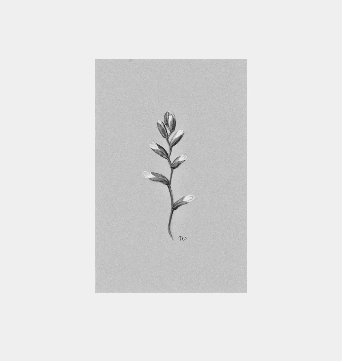 Fiore No.V