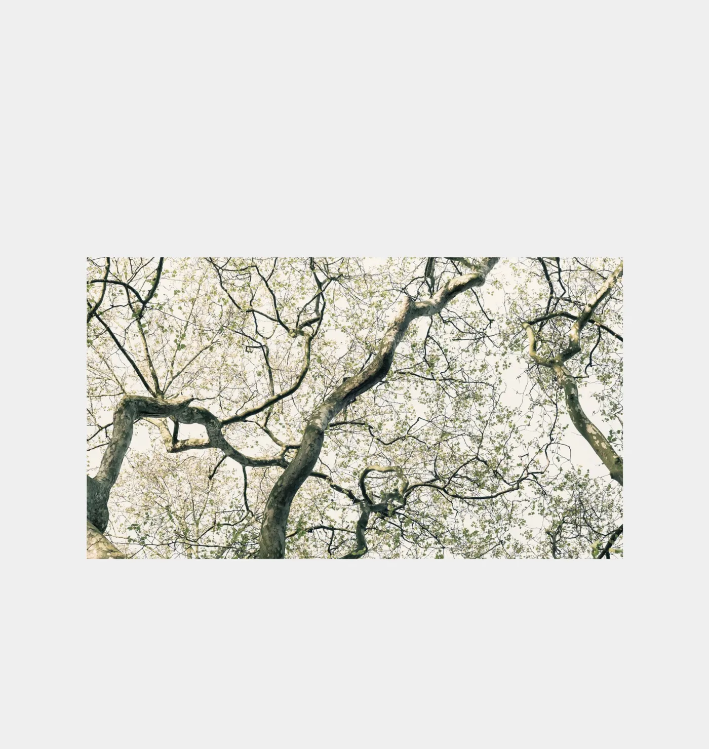 Hyde Park