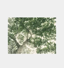 The Giving Tree