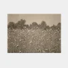 Thistle Fields