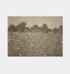 Thistle Fields