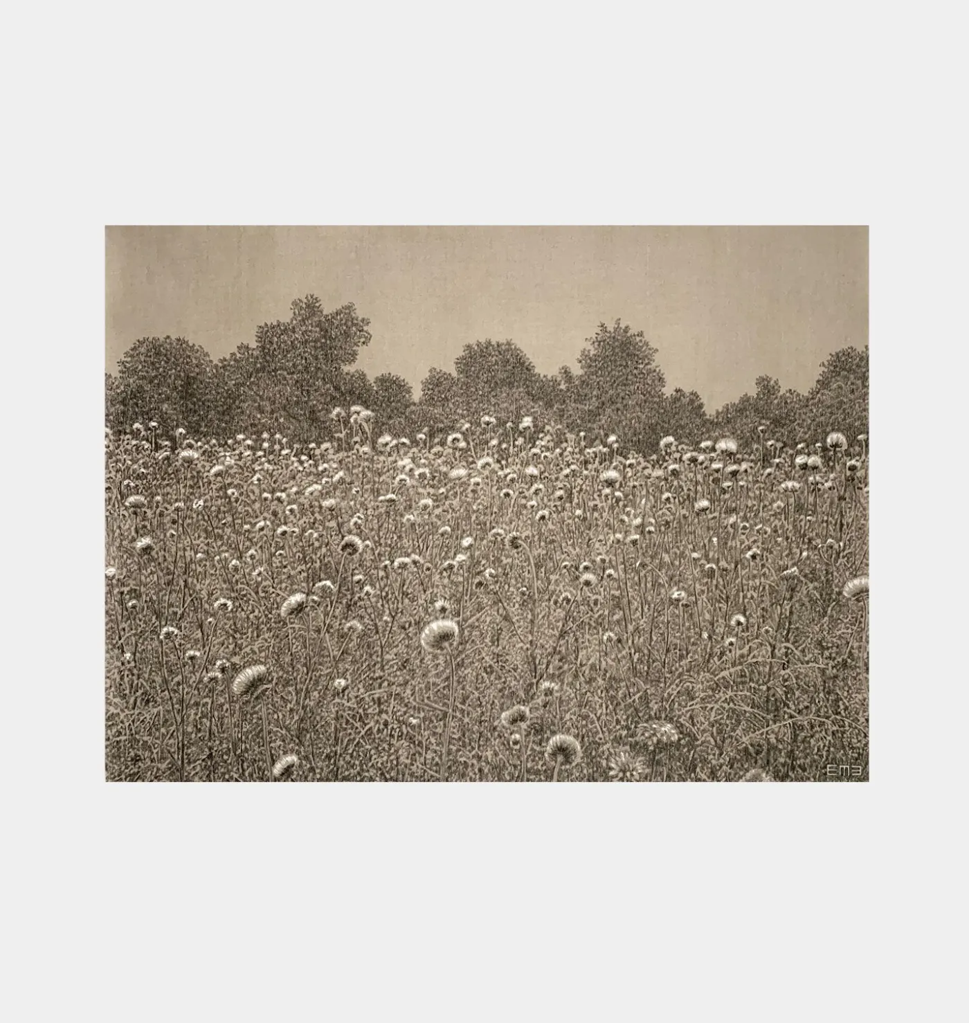 Thistle Fields